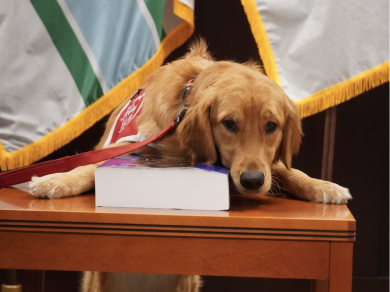 Ruthie, the golden retriever with her paws and face next to the book she was sworn in with.